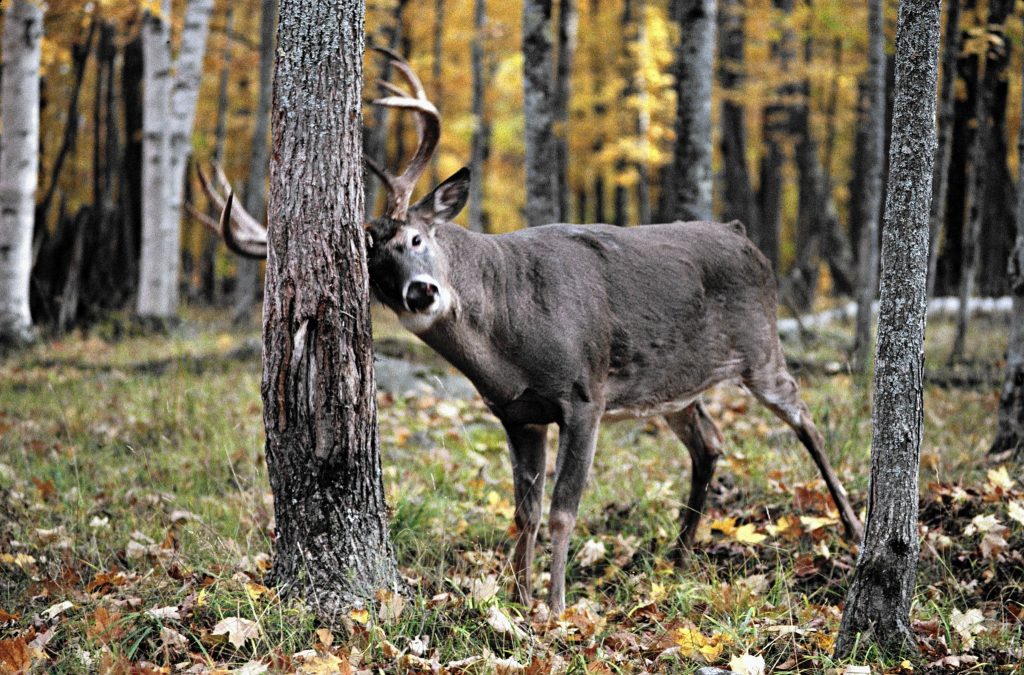 tracking deer marks